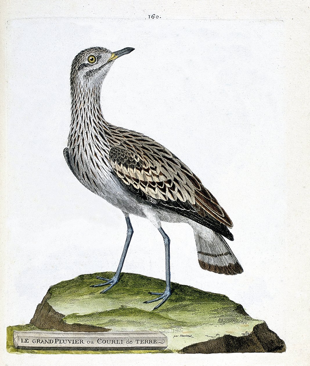 Wykres zoologiczny (ornitologia): sieweczka duża lub wrona (oedicneme criard (Burhinus oedicnemus). Ilustracja w „Historii ptaków malowanych w ich aspektach pojawiających się i wrażliwych” Francois Nicolas Martinet (1731-1800). Zbiory prywatne. autorstwa Francois Nicolas Martinet