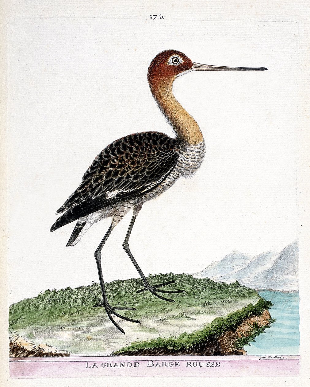 Mapa zoologiczna (ornitologia): duża czerwona barka (barka czarnoogoniasta lub limosa limosa). Ilustracja w „Historii ptaków malowanych w ich pozornych i wrażliwych aspektach” Francois Nicolas Martinet (1731-1800). Prywatna kolekcja. autorstwa Francois Nicolas Martinet