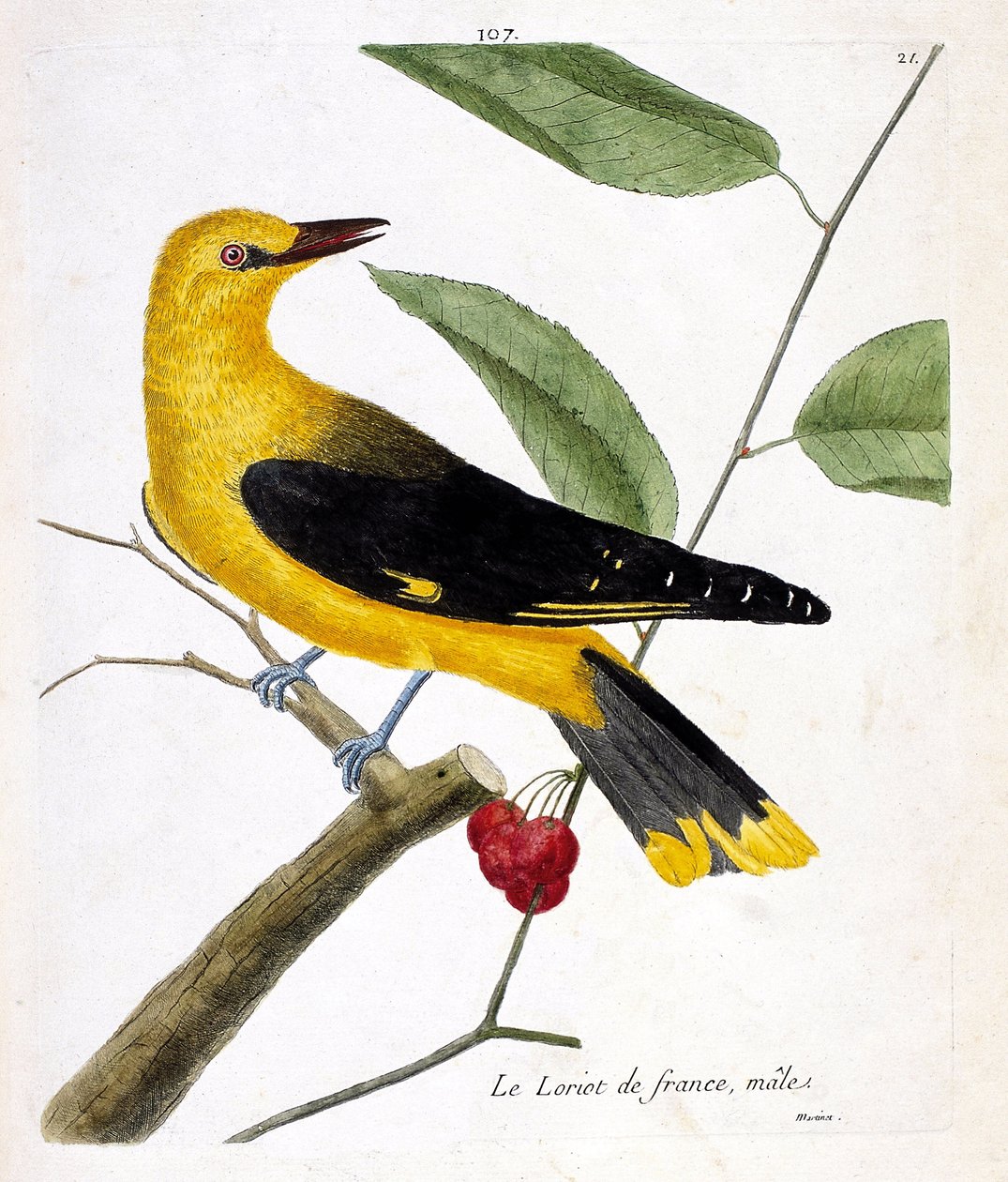 Wykres zoologiczny (ornitologia): samiec loriota francuskiego (loriot europejski lub oriolus oriolus) na gałęzi. Ilustracja w „Historii ptaków, namalowanych w ich pozornych i wrażliwych aspektach” Francois Nicolas Martinet (1731-1800). Prywatna kolekcja autorstwa Francois Nicolas Martinet