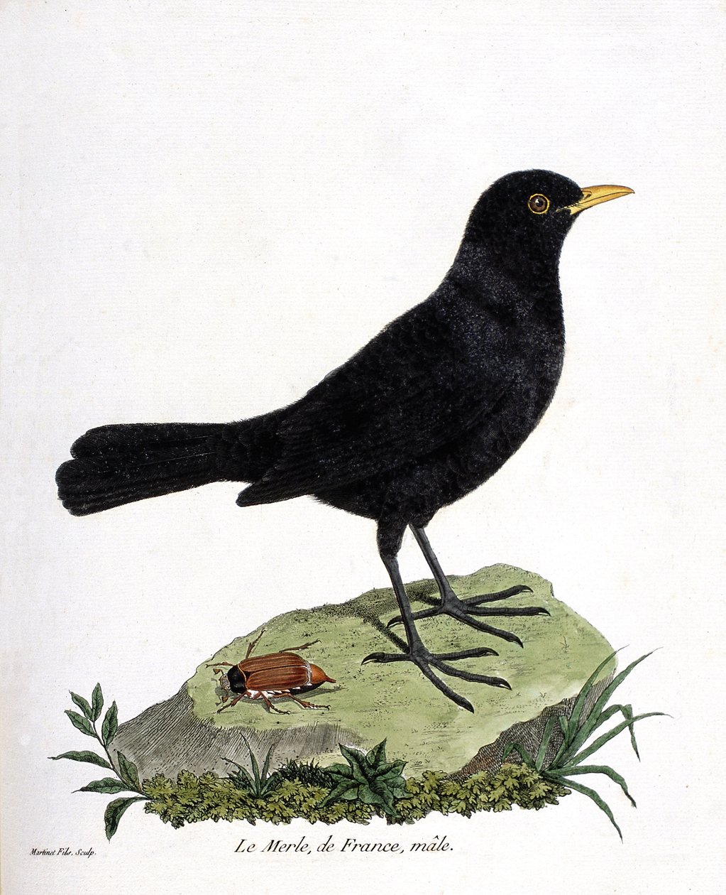 Wykres zoologiczny (ornitologia): samiec kosa (czarny kos lub turdus merula). Ilustracja w „Historii ptaków malowanych w ich pozornych i wrażliwych aspektach” Francois Nicolas Martinet (1731-1800). Prywatna kolekcja. autorstwa Francois Nicolas Martinet