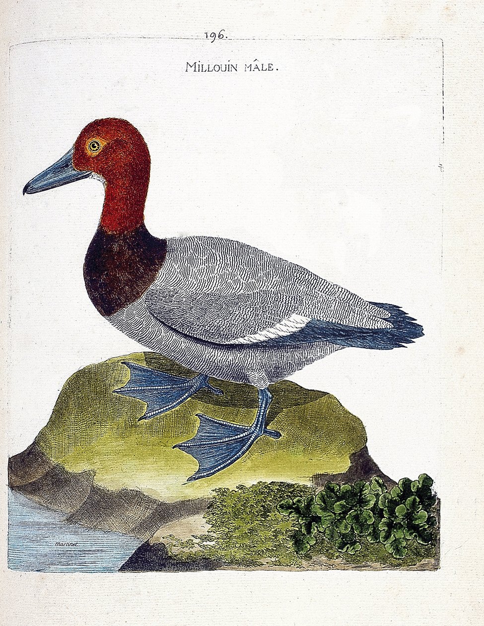 Wykres zoologiczny (ornitologia): samiec Millouin (ogorzałka lub Aythia ferina). Ilustracja w „Historii ptaków, namalowanych w ich pozornych i wrażliwych aspektach” Francois Nicolas Martinet (1731-1800). Prywatna kolekcja. autorstwa Francois Nicolas Martinet