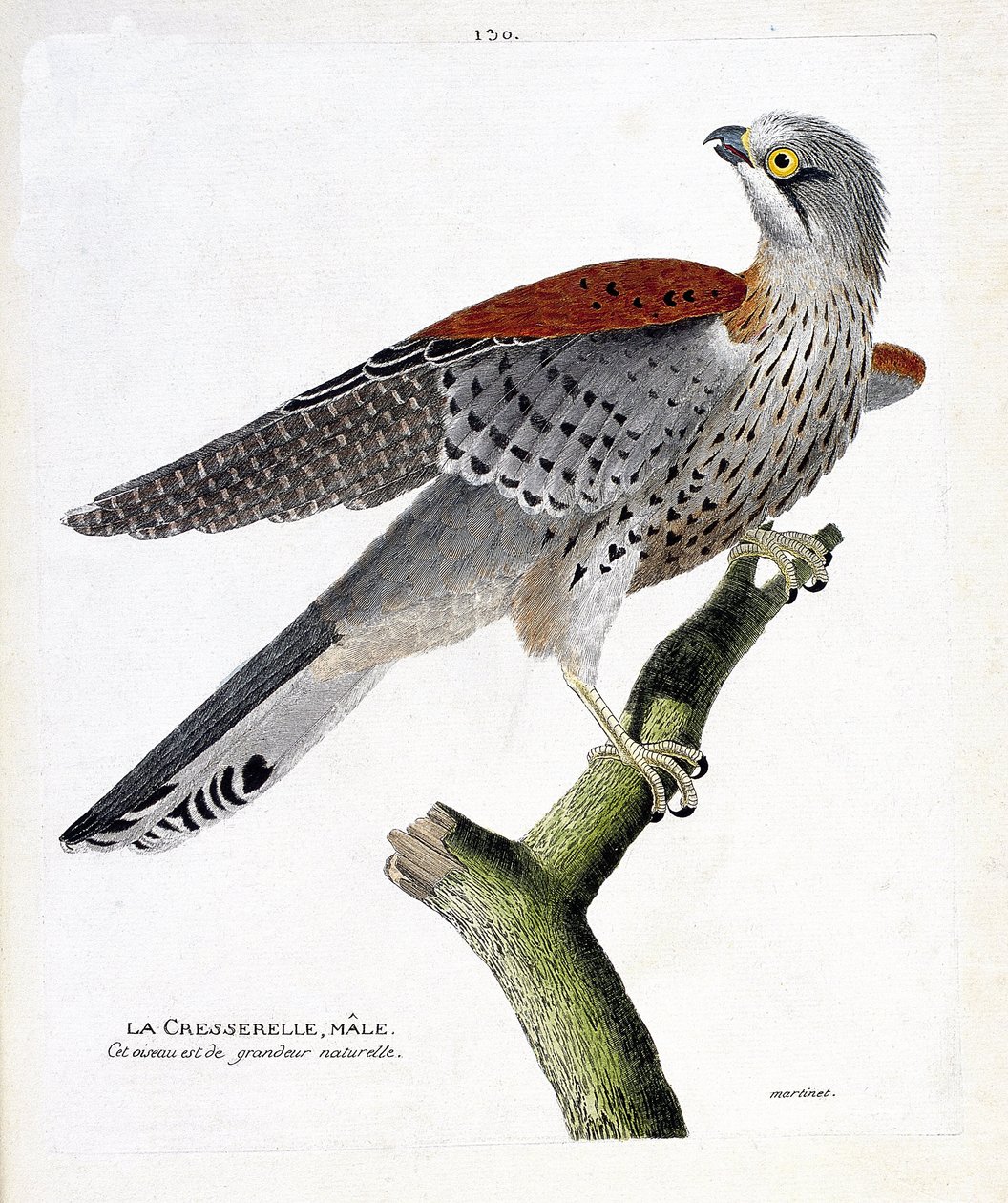 Wykres zoologiczny (ornitologia): samiec rzeżuchy (jastrząb jastrząb lub falco tinnunculus) na gałęzi. Ilustracja w „Historii ptaków, namalowanych w ich pozornych i wrażliwych aspektach” Francois Nicolas Martinet (1731-1800). Prywatna kolekcja. autorstwa Francois Nicolas Martinet