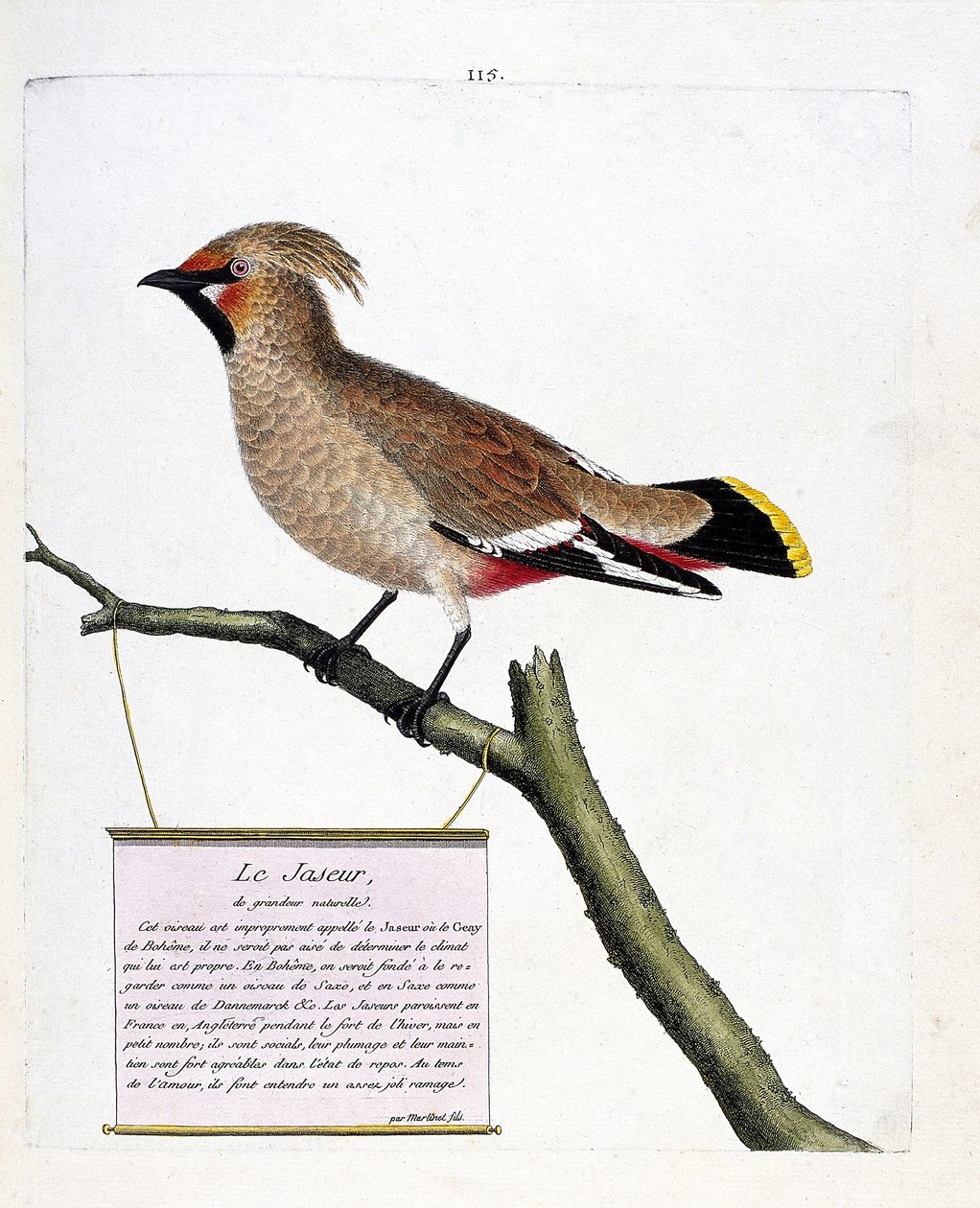 Wykres zoologiczny (ornitologia): jaspis naturalnej wielkości lub jaspis borealny (bombycilla garrulus) na gałęzi. Ilustracja w „Historii ptaków, namalowanych w ich pozornych i wrażliwych aspektach” Francois Nicolas Martinet (1731-1800). Prywatna kolegium autorstwa Francois Nicolas Martinet