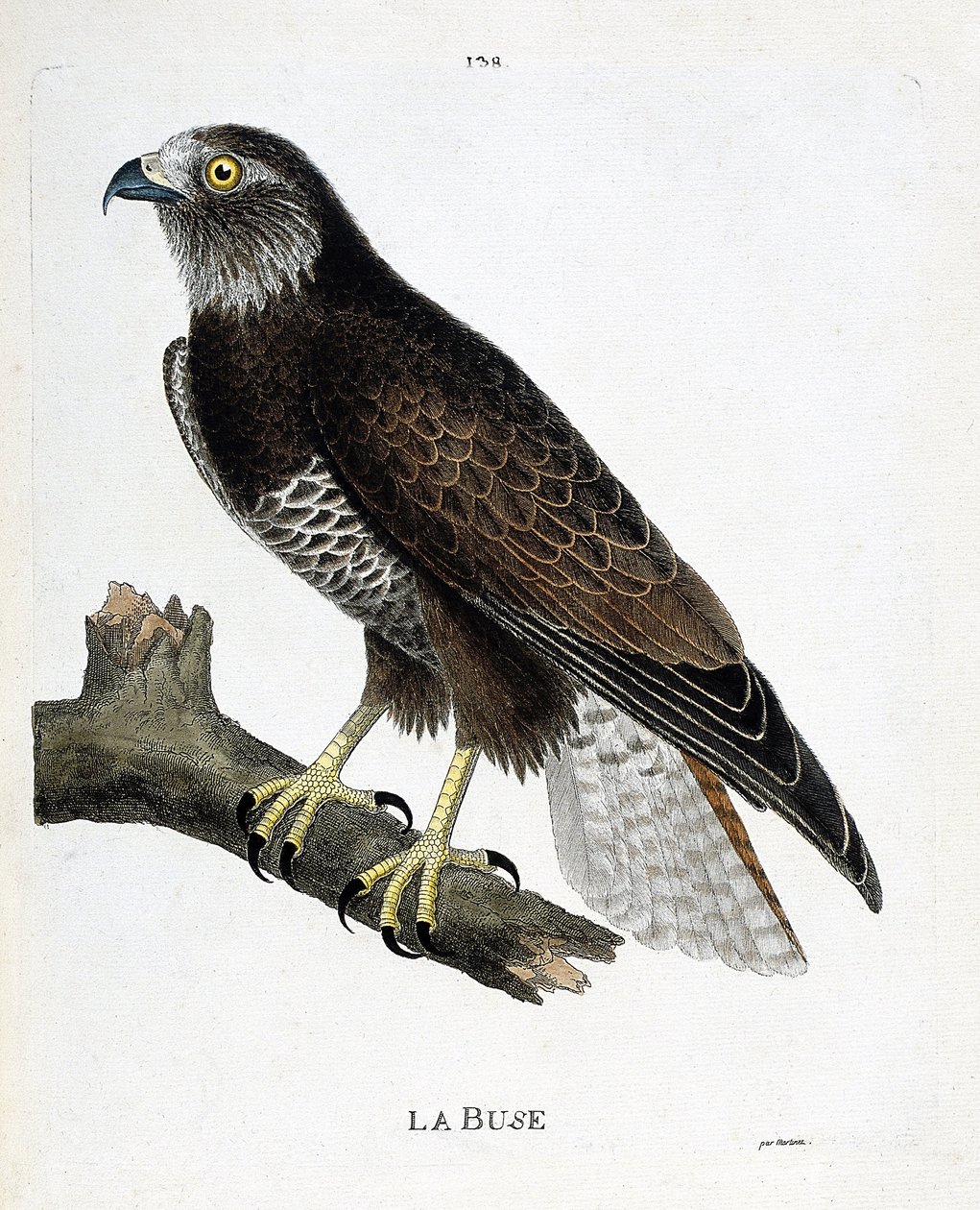 Mapa zoologiczna (ornitologia): dysza (zmienna dysza lub buteo buteo) na gałęzi. Ilustracja w „Historii ptaków, namalowanych w ich pozornych i wrażliwych aspektach” Francois Nicolas Martinet (1731-1800). Prywatna kolekcja. autorstwa Francois Nicolas Martinet