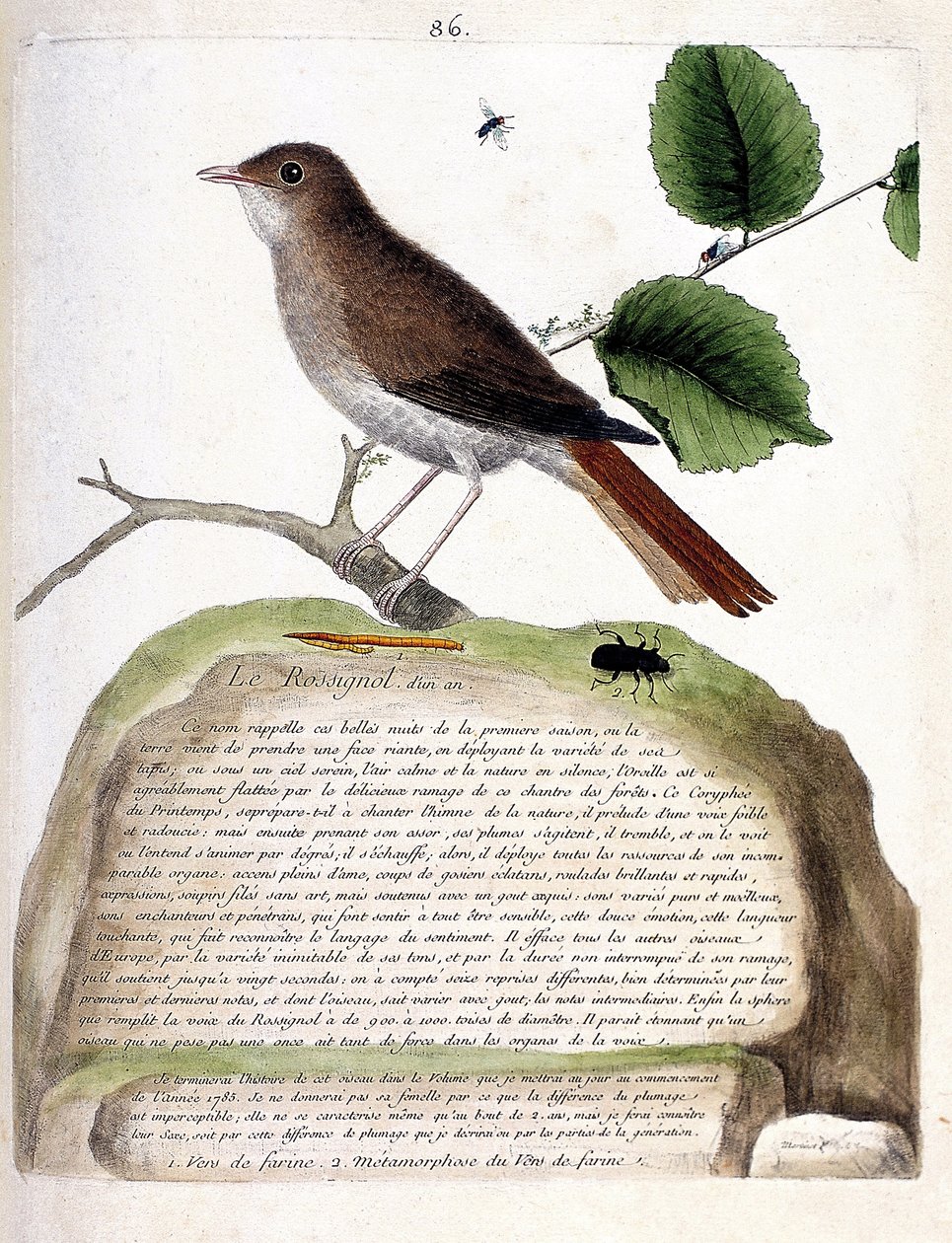 Wykres zoologiczny (ornitologia): jednoroczny słowik (słownik lub luscinia megarhynchos) na gałęzi. Ilustracja w „Historii ptaków malowanych w ich pozornych i wrażliwych aspektach” Francois Nicolas Martinet (1731-1800). Prywatny autorstwa Francois Nicolas Martinet