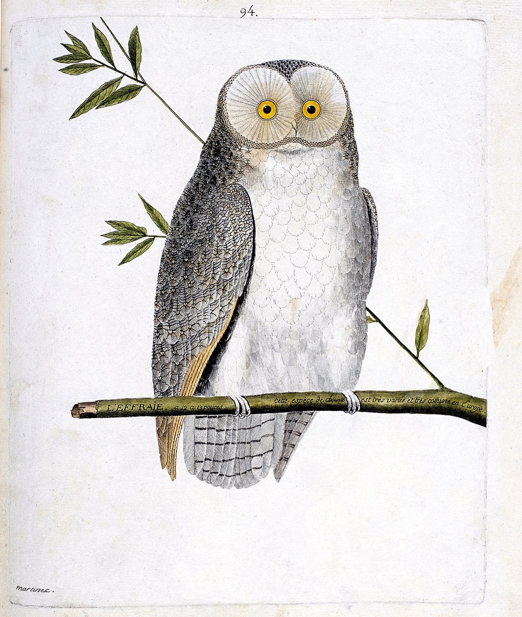Wykres zoologiczny (ornitologia): sowa (Płomykówka lub Tyto Alba) na gałęzi. Ilustracja w „Historii ptaków malowanych w ich pozornych i wrażliwych aspektach” Francois Nicolas Martinet (1731-1800). Prywatna kolekcja. autorstwa Francois Nicolas Martinet