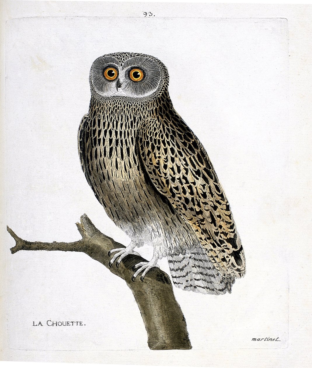 Wykres zoologiczny (ornitologia): sowa (hulotte owl lub strix aluco) na gałęzi. Ilustracja w „Historii ptaków, namalowanych w ich pozornych i wrażliwych aspektach” Francois Nicolas Martinet (1731-1800). Prywatna kolekcja. autorstwa Francois Nicolas Martinet