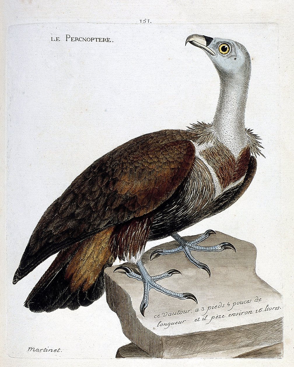 Wykres zoologiczny (ornitologia): percnoptere (sęp płowy lub fulvus gyps). Ilustracja w „Historii ptaków, namalowanych w ich pozornych i wrażliwych aspektach” Francois Nicolas Martinet (1731-1800). Prywatna kolekcja. autorstwa Francois Nicolas Martinet