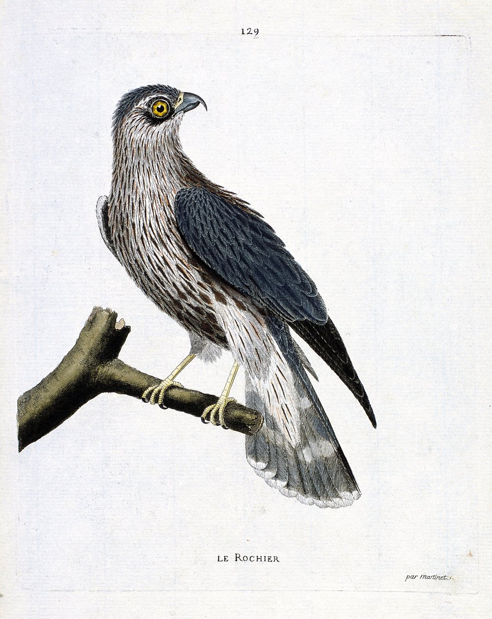 Wykres zoologiczny (ornitologia): skała (sokół emerillon lub falco colombarius) na gałęzi. Ilustracja w „Historii ptaków malowanych w ich pozornych i wrażliwych aspektach” Francois Nicolas Martinet (1731-1800). Prywatna kolekcja. autorstwa Francois Nicolas Martinet