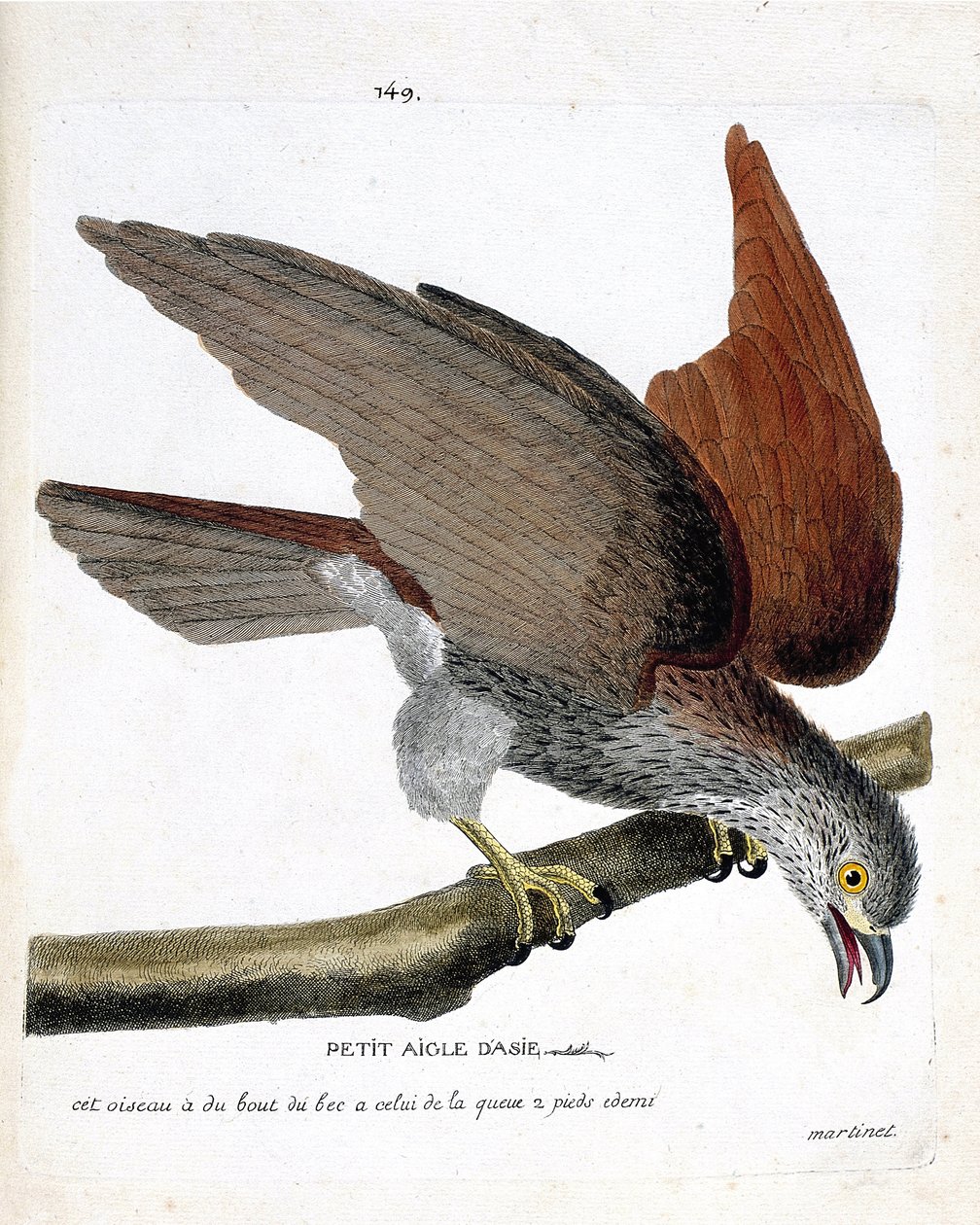 Mapa zoologiczna (ornitologia): mały orzeł azjatycki (sacre lub haliastur indus) na gałęzi. Ilustracja w „Historii ptaków, namalowanych w ich pozornych i wrażliwych aspektach” Francois Nicolas Martinet (1731-1800). Prywatna kolekcja. autorstwa Francois Nicolas Martinet
