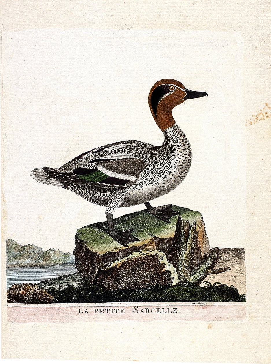 Wykres zoologiczny (ornitologia): mała cyraneczka (zimowa cyraneczka lub anas crecca). Ilustracja w „Historii ptaków, namalowanych w ich pozornych i wrażliwych aspektach” Francois Nicolas Martinet (1731-1800). Prywatna kolekcja. autorstwa Francois Nicolas Martinet