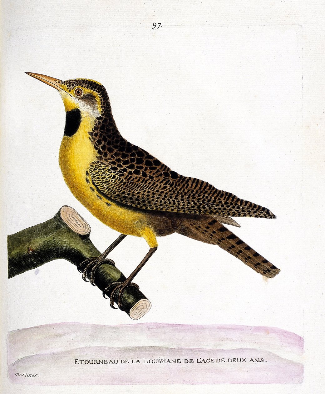 Wykres zoologiczny (ornitologia): szpak lousiana (pretsturnella lub sturnella magna) na gałęzi. Ilustracja w „Historii ptaków, namalowanych w ich pozornych i wrażliwych aspektach” Francois Nicolas Martinet (1731-1800). Prywatna kolekcja autorstwa Francois Nicolas Martinet