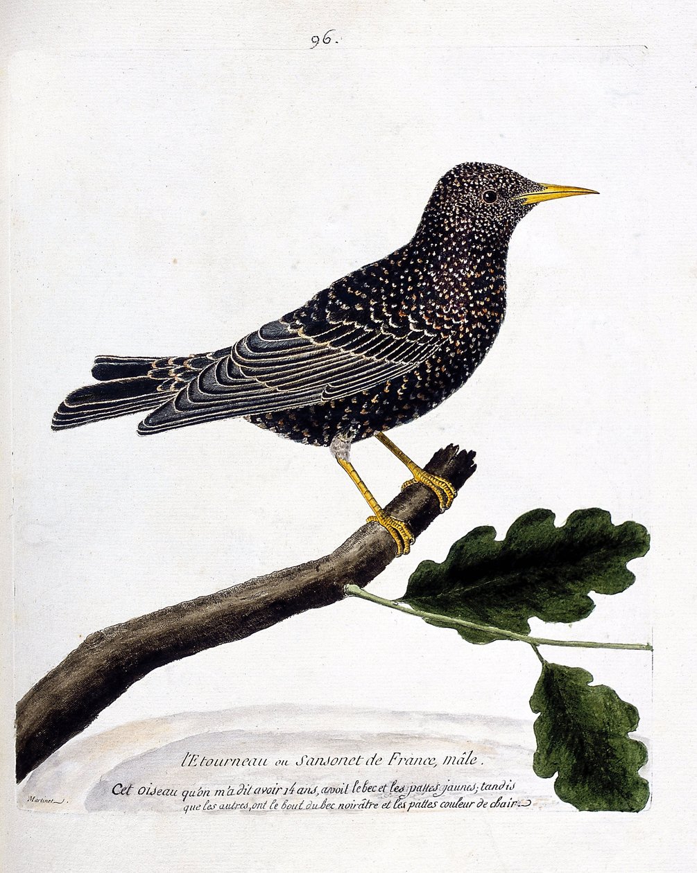 Wykres zoologiczny (ornitologia): szpak lub sansonet (szpak lub sturnus vulgaris) na gałęzi. Ilustracja w „Historii ptaków, namalowanych w ich pozornych i wrażliwych aspektach” Francois Nicolas Martinet (1731-1800). Prywatna kolekcja. autorstwa Francois Nicolas Martinet