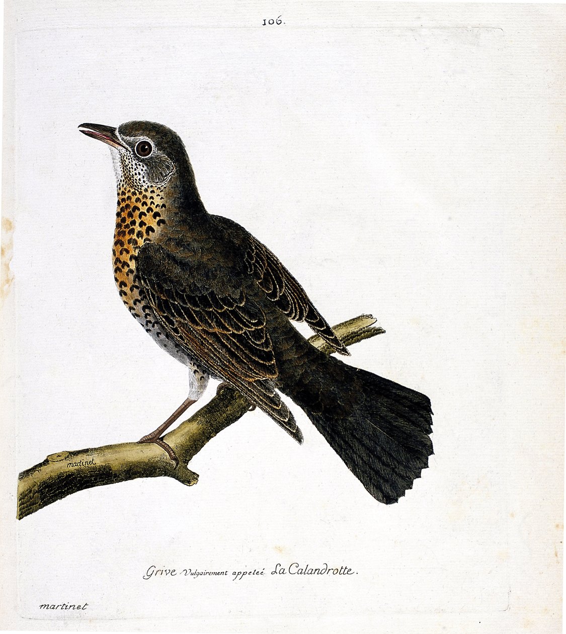 Wykres zoologiczny (ornitologia): drozd potocznie zwany kalandrotą na gałęzi. Ilustracja w „Historii ptaków, namalowanych w ich pozornych i wrażliwych aspektach” Francois Nicolas Martinet (1731-1800). Prywatna kolekcja. autorstwa Francois Nicolas Martinet