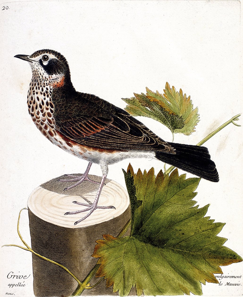 Wykres zoologiczny (ornitologia): drozd powszechnie nazywany mauvis (drozd mauvis lub turdus iliacus) na odmianie drzewa. Ilustracja w „Historii ptaków, namalowanych w ich pozornych i wrażliwych aspektach” Francois Nicolas Martinet (1731-1800). autorstwa Francois Nicolas Martinet