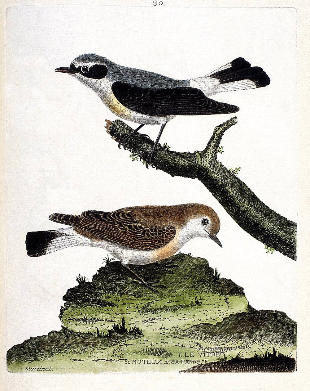 Wykres zoologiczny (ornitologia): witrec (lub motous) na gałęzi i jej samica (szypułka lub oenanth). Ilustracja w „Historii ptaków, namalowanych w ich pozornych i wrażliwych aspektach” Francois Nicolas Martinet (1731-1800). Prywatne C autorstwa Francois Nicolas Martinet
