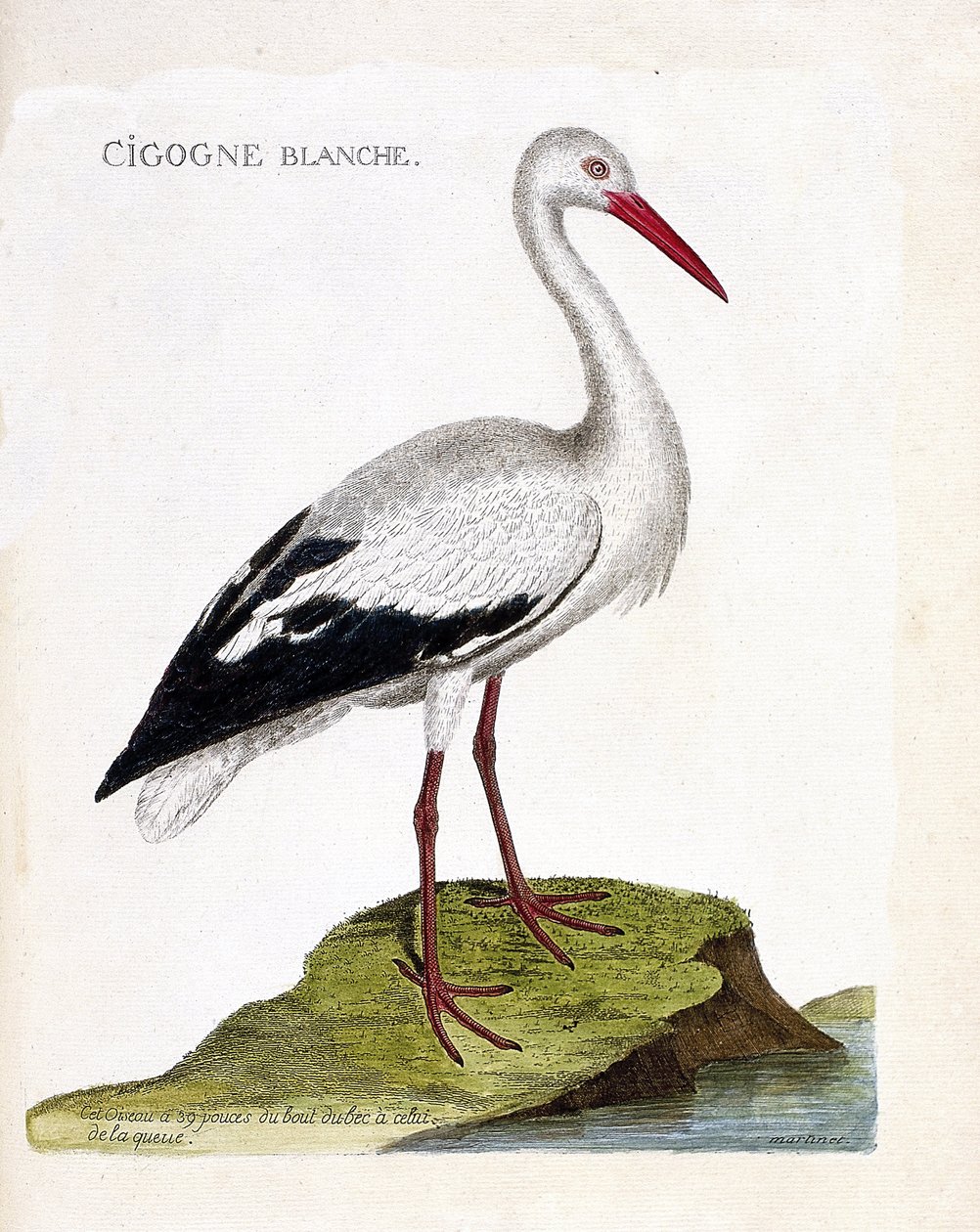 Wykres zoologiczny (ornitologia): bocian biały (ciconia ciconia). Ilustracja w „Historii ptaków, namalowanych w ich pozornych i wrażliwych aspektach” Francois Nicolas Martinet (1731-1800). Prywatna kolekcja. autorstwa Francois Nicolas Martinet