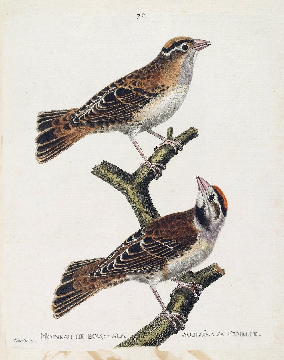 Wykres zoologiczny (ornitologia): wróbel lub płaskorzeźba (wróbel Hudson lub spizea arborea) i jego samica (wróbel z ulgą lub petronia petronia). Ilustracja w „Historii ptaków, namalowanych w ich pozornych i wrażliwych aspektach” Franco autorstwa Francois Nicolas Martinet
