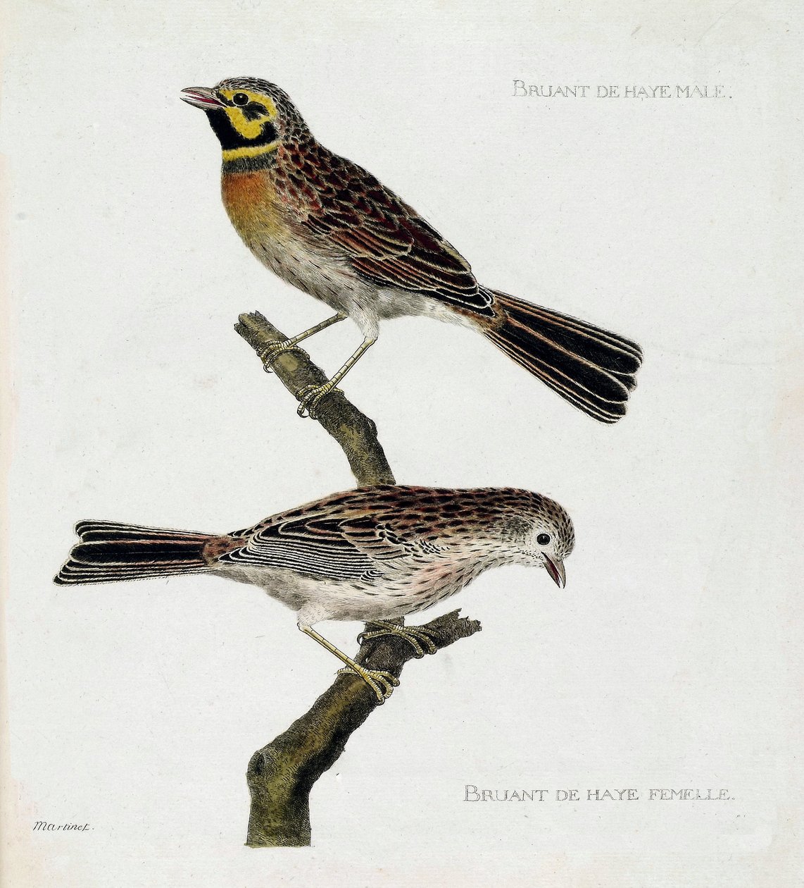 Wykres zoologiczny (ornitologia): od góry do dołu: Samiec i samica Wróbla Haskiego (zizi lub emberiza cirlus) na gałęzi. Ilustracja w „Historii ptaków malowanych w ich pozornych i wrażliwych aspektach” Francois Nicolas Martinet (1731-1800). Priv autorstwa Francois Nicolas Martinet