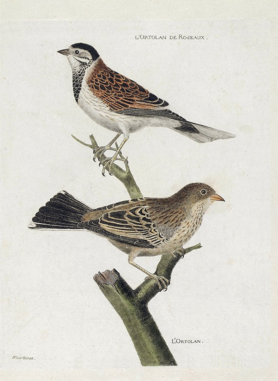 Wykres zoologiczny (ornitologia): od góry do dołu: Reed ortolan (Reed Sparrow lub Emberiza schoeniclus) i Ortolan (Ortolan Sparrow lub Emberiza hortulana) na gałęzi. Ilustracja w „Historii ptaków, namalowanych w ich pozornych i wrażliwych aspektach” autorstwa Francois Nicolas Martinet