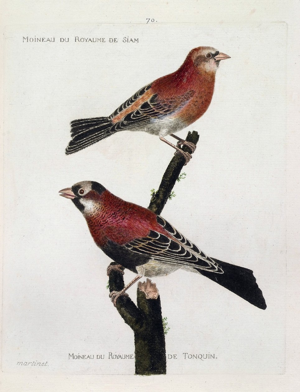 Wykres zoologiczny (ornitologia): od góry do dołu: Wróbel z królestwa Syjamu (Crimson Roselin lub carpodacus eruthrinus) i wróbel z królestwa tonkin (tonkin) na gałęzi. Ilustracja w „Historii ptaków malowanych w ich pojawianiu się i S autorstwa Francois Nicolas Martinet