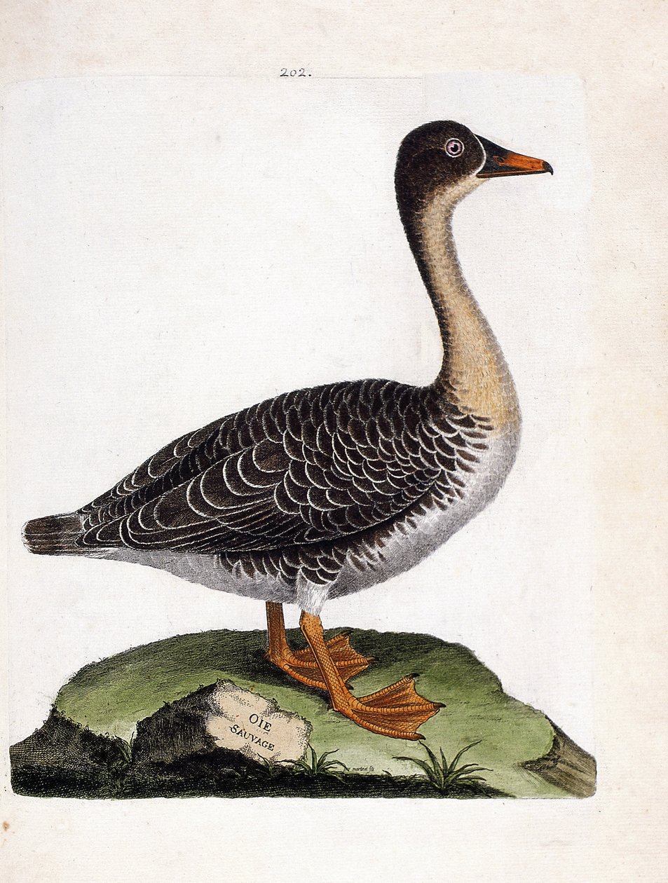 Wykres zoologiczny (ornitologia): dzika gęś (zbiorowa gęś lub anser fabalis). Ilustracja w „Historii ptaków malowanych w ich pozornych i wrażliwych aspektach” Francois Nicolas Martinet (1731-1800). Prywatna kolekcja. autorstwa Francois Nicolas Martinet