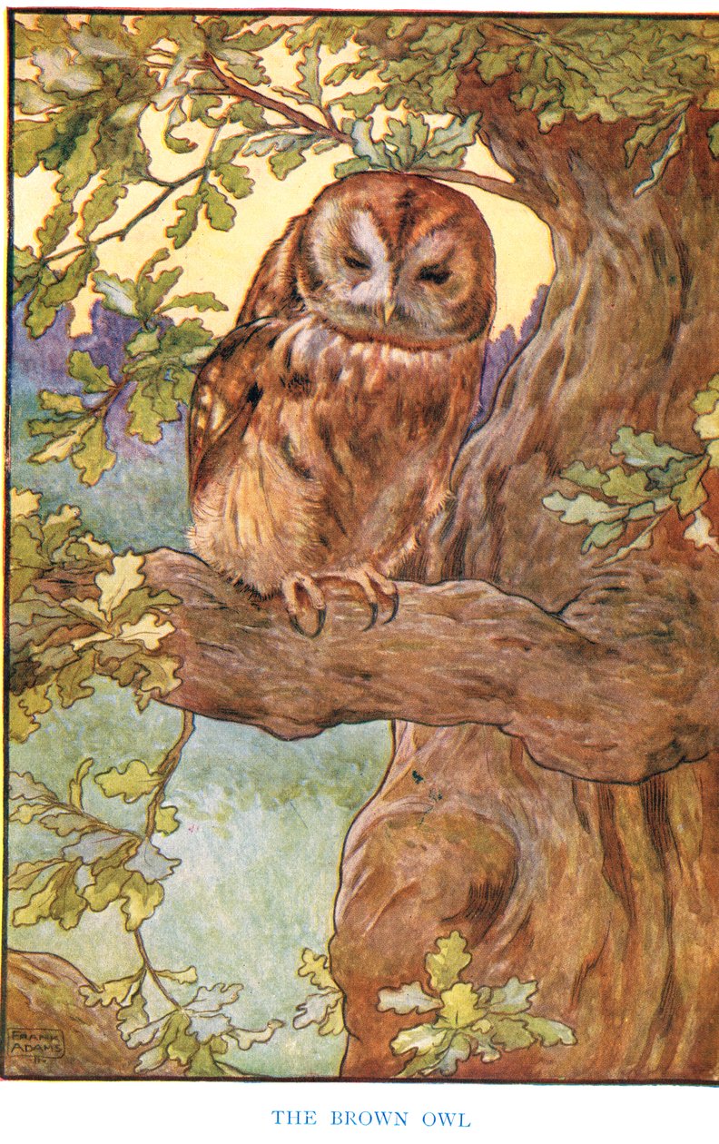 Brązowa sowa, ilustracja z „Country Ways and Country Days” autorstwa Frank Adams