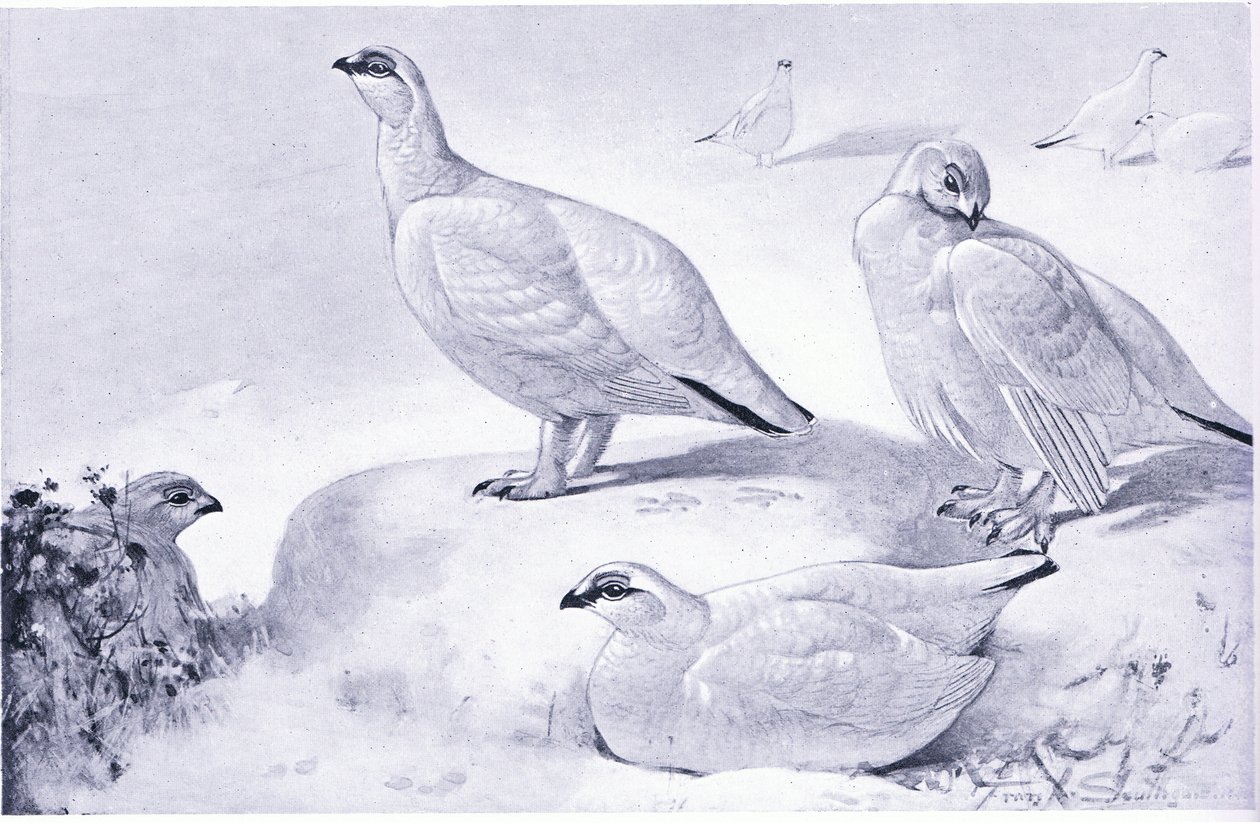 Badanie Ptarmigana autorstwa Frank Southgate