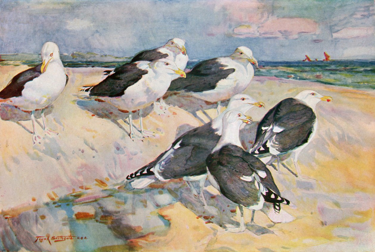 Mewy czarnogrzbiete, ilustracja z filmu „Wildfowl and Waders” autorstwa Frank Southgate
