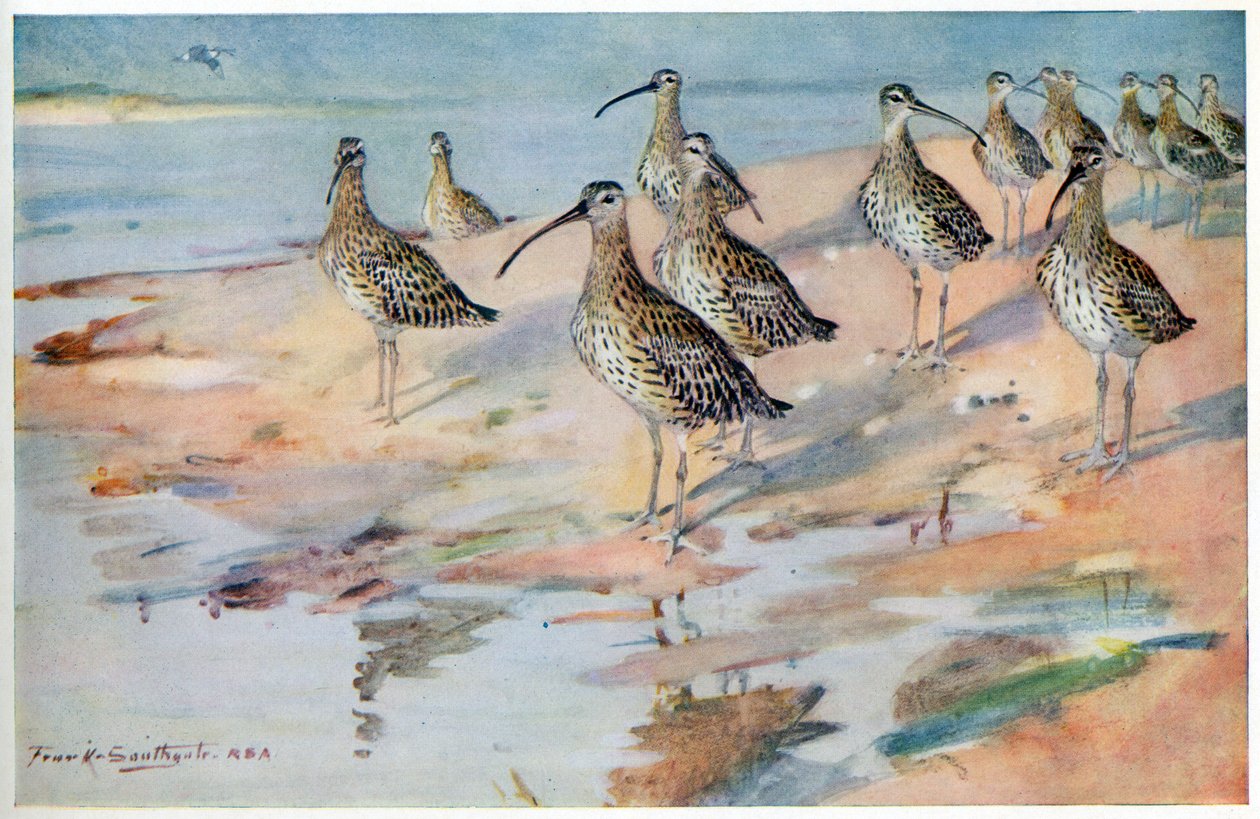 Curlew w Blakeney Point, ilustracja z filmu „Wildfowl and Waders” autorstwa Frank Southgate