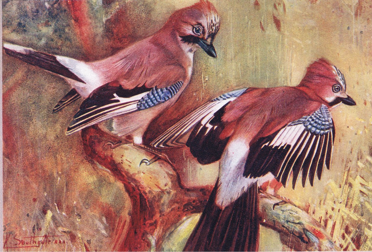 Sójki, ilustracja z Wild Nature & Country Life opublikowana przez Hodder & Stoughton, ok. 1910 r. autorstwa Frank Southgate