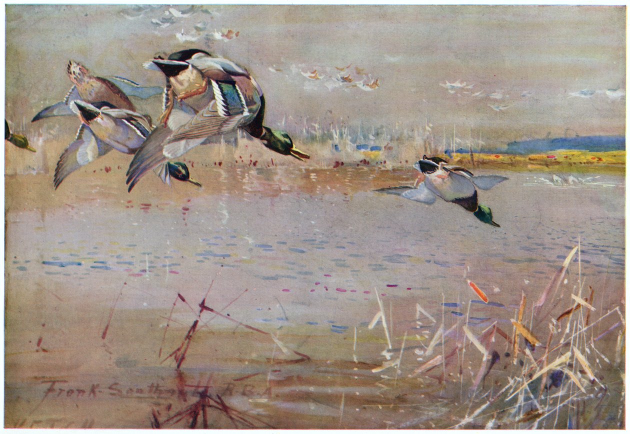 Krzyżówki ścigane przez jastrzębia, ilustracja z „Wildfowl and Waders” autorstwa Frank Southgate