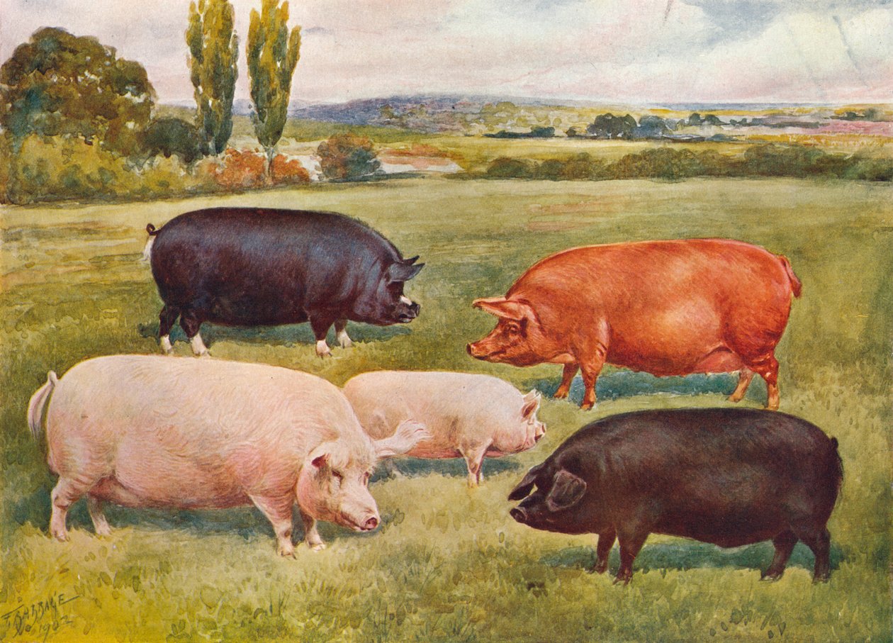 Rasy świń, c1902 c1910 autorstwa Frank Babbage