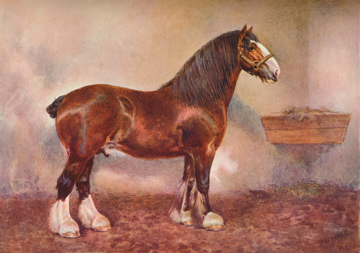 Ogier Clydesdale Prince of Albion, ok. 1900 ok. 1910 r. autorstwa Frank Babbage
