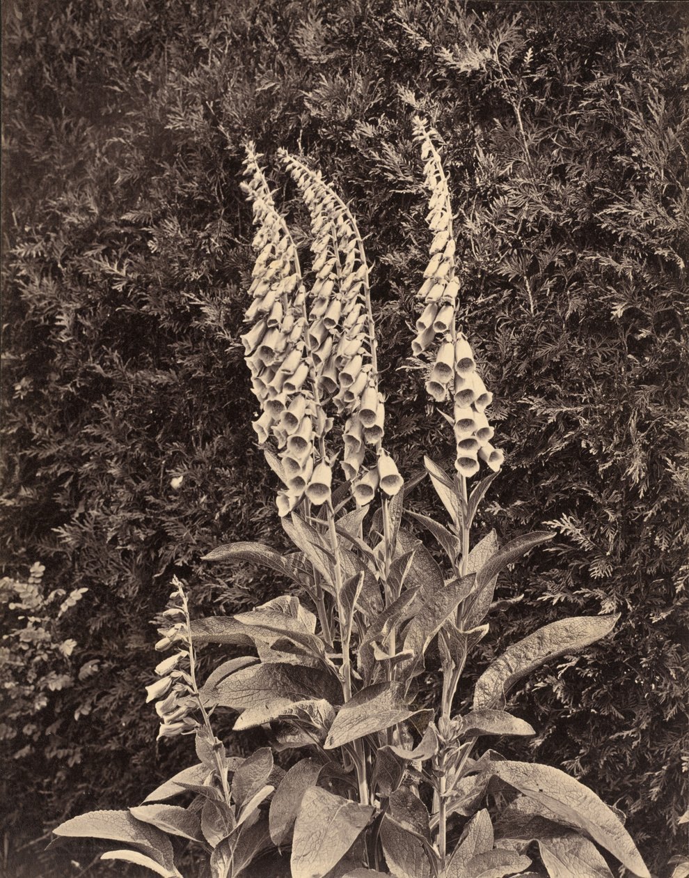 Naparstnice, ok. 1860 (zdjęcie) autorstwa Frank Mason Good
