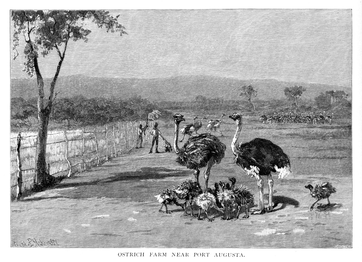 Farma strusi w pobliżu Port Augusta, Australia Południowa, 1886 r. autorstwa Frank P. Mahony