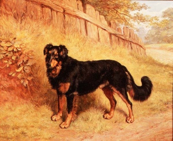 Border collie autorstwa Frank Paton