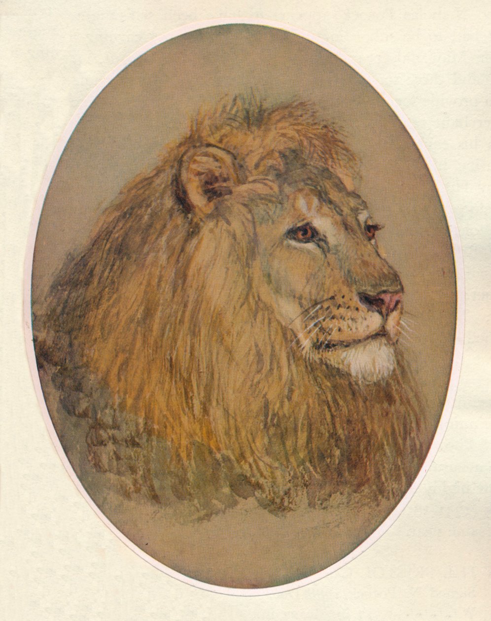 Głowa Lwa, c1896 autorstwa Frank Paton