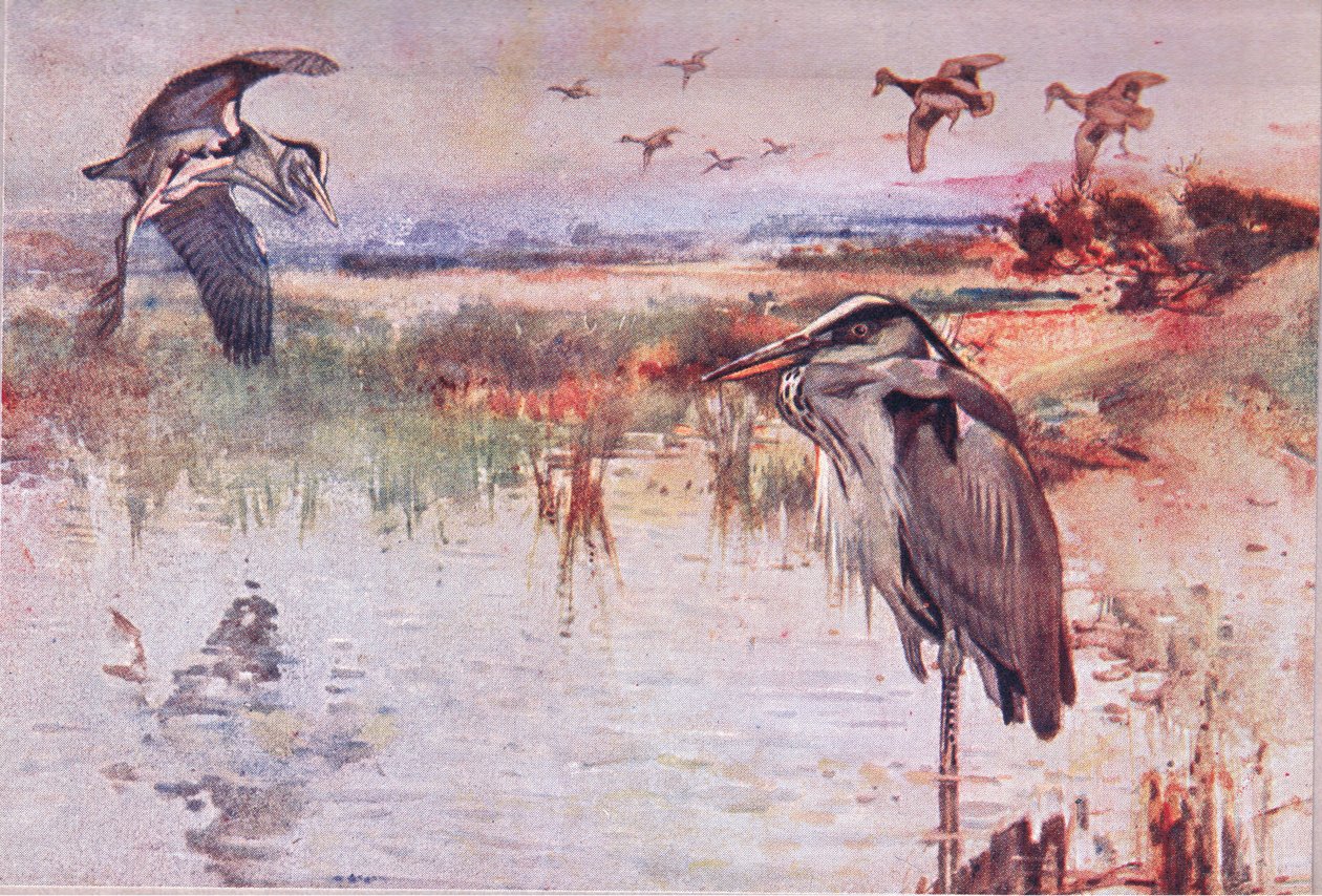 Czapla, ilustracja z Wild Nature & Country Life wydana przez Hodder & Stoughton, ok. 1910 r. autorstwa Frank Southgate