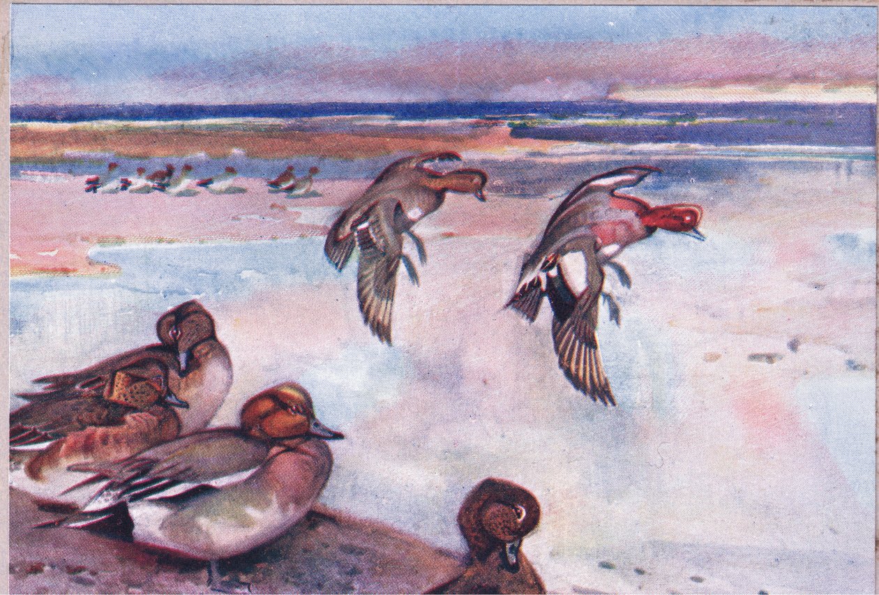 Widgeons, ilustracja z Wild Nature & Country Life wydanej przez Hodder & Stoughton, ok. 1910 autorstwa Frank Southgate