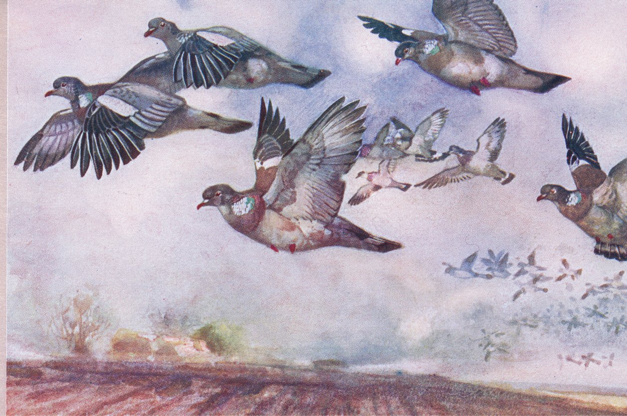 Wood Pigeons w locie, ilustracja z Wild Nature & Country Life wydanej przez Hodder & Stoughton, ok. 1910 autorstwa Frank Southgate
