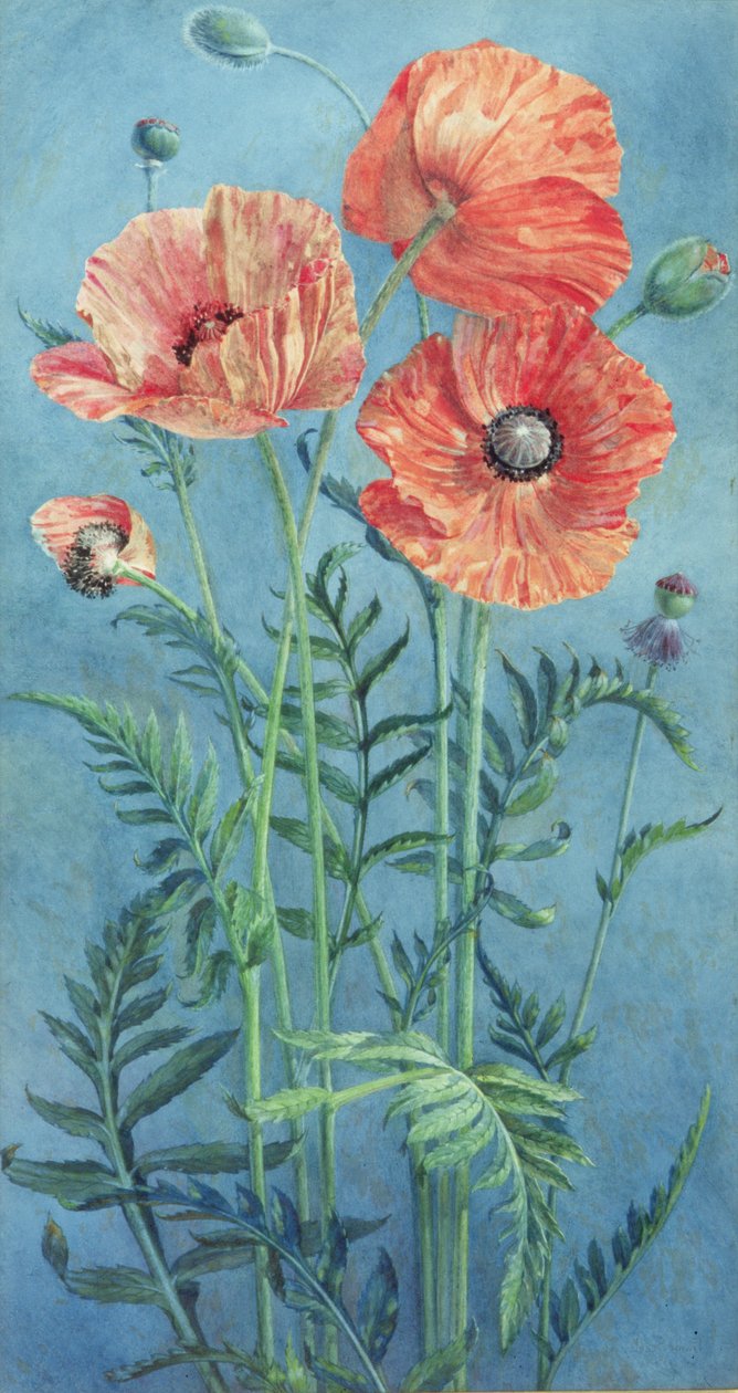 Maki, 1916 (wc na papierze) autorstwa Frank Steeley