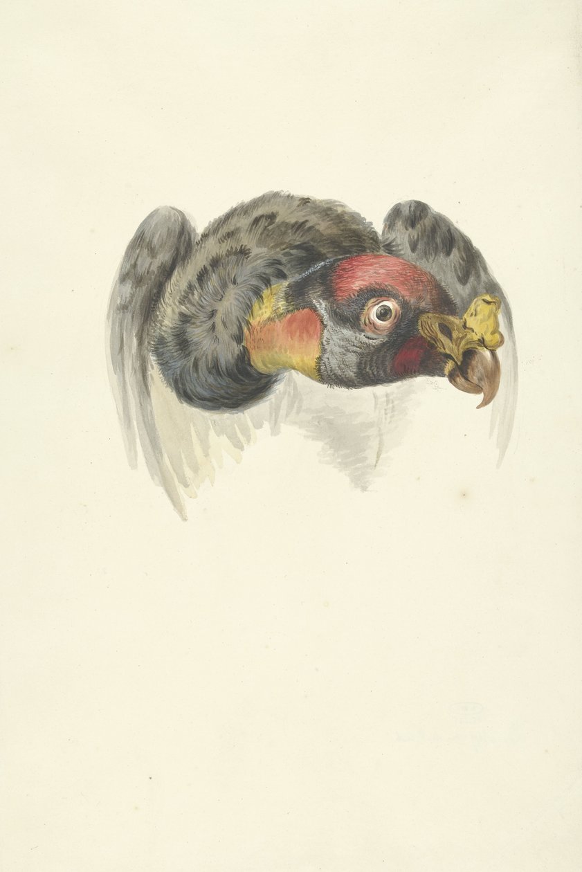 Głowa sępa królewskiego (Sarcoramphus papa) autorstwa François Levaillant (circle of)