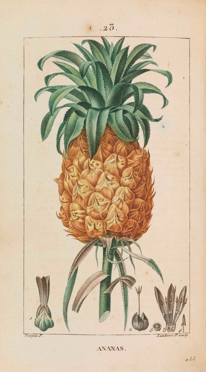 Ananas. Flora medyczna, 1814-1820. autorstwa François Pierre Chaumeton