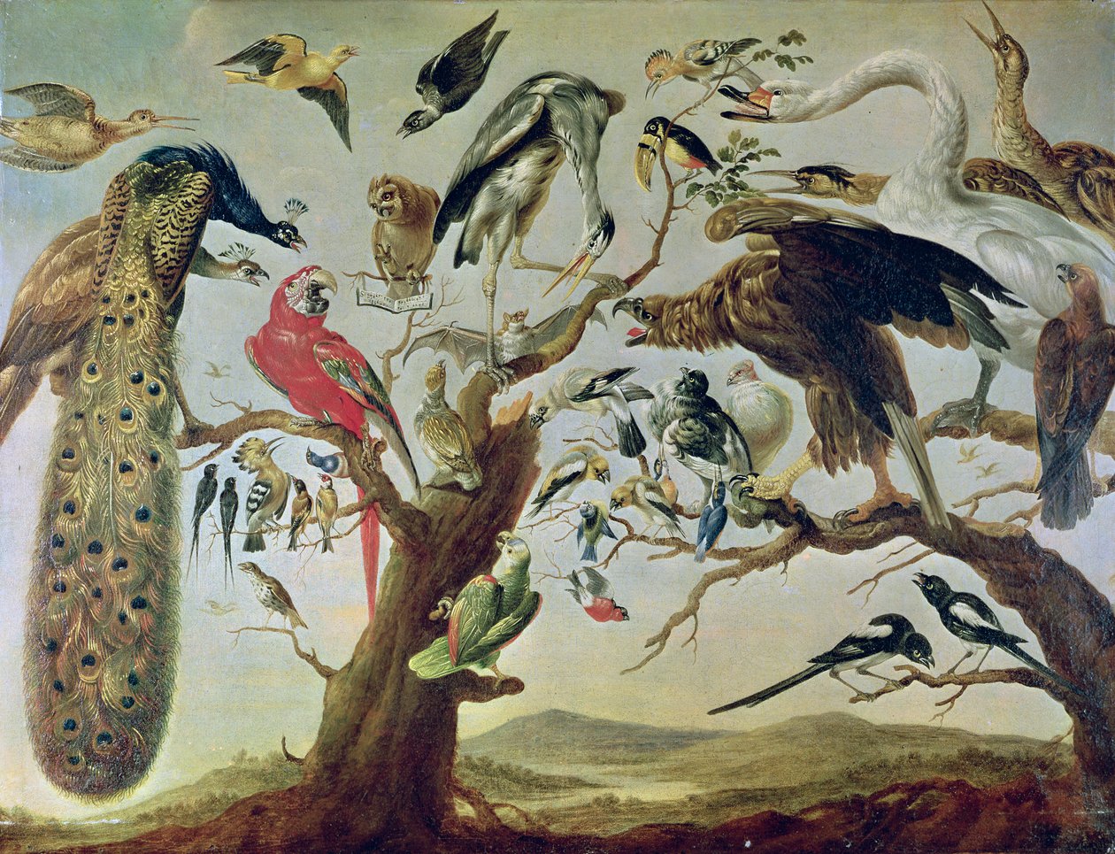 Koncert Ptaka autorstwa Frans Snyders or Snijders