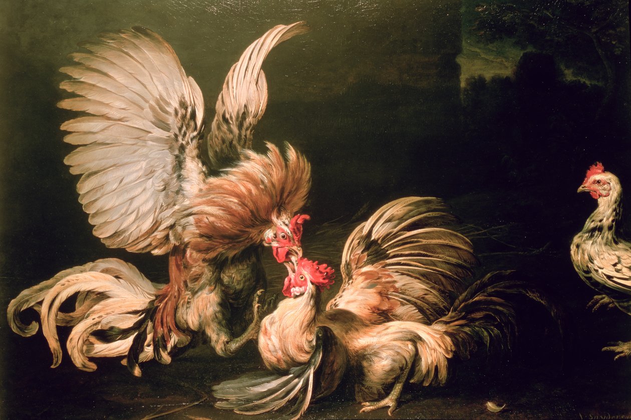 Walczące Koguty autorstwa Frans Snyders or Snijders