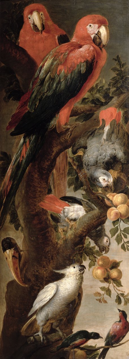 Ary i papugi autorstwa Frans Snyders or Snijders