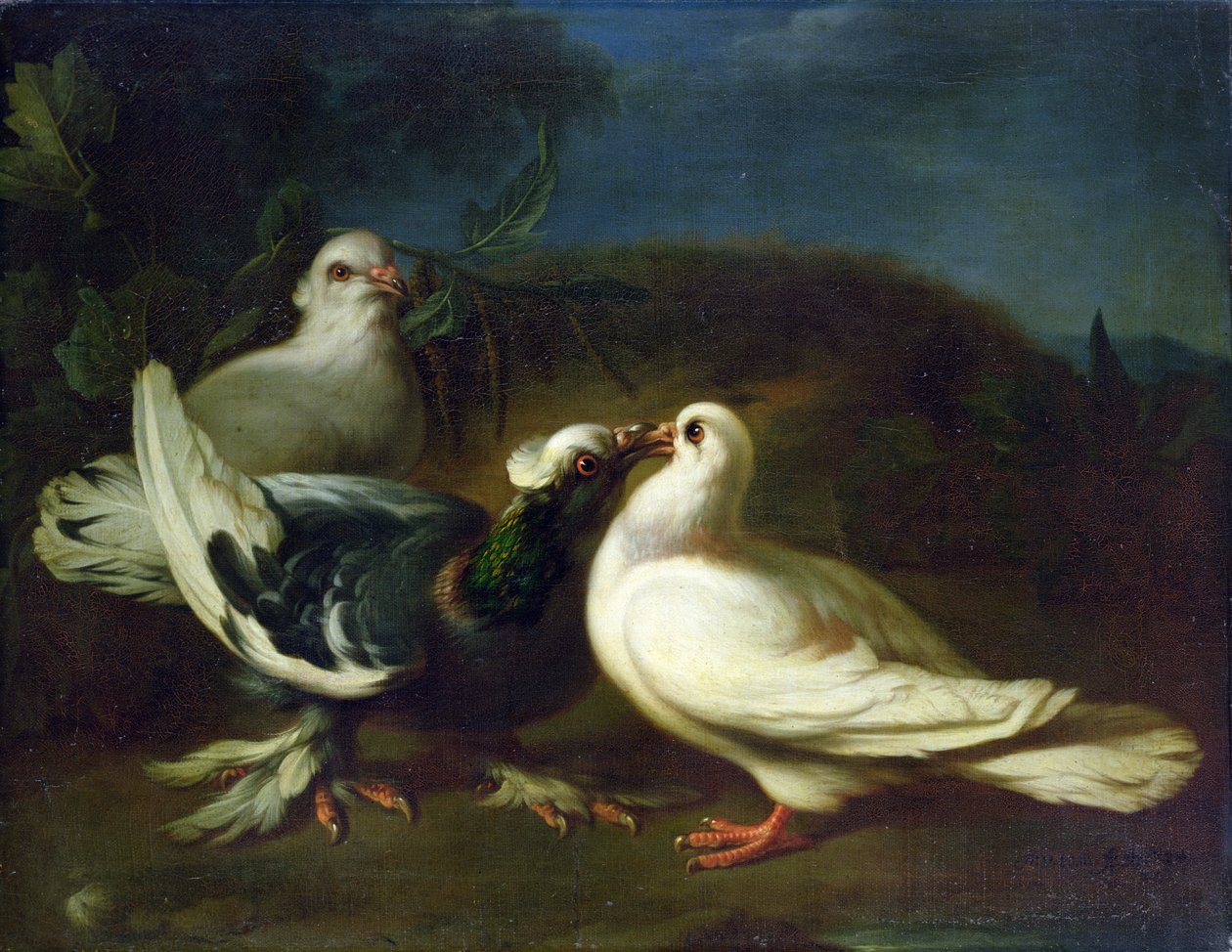 Gołębie, 1724 autorstwa Franz Werner Tamm