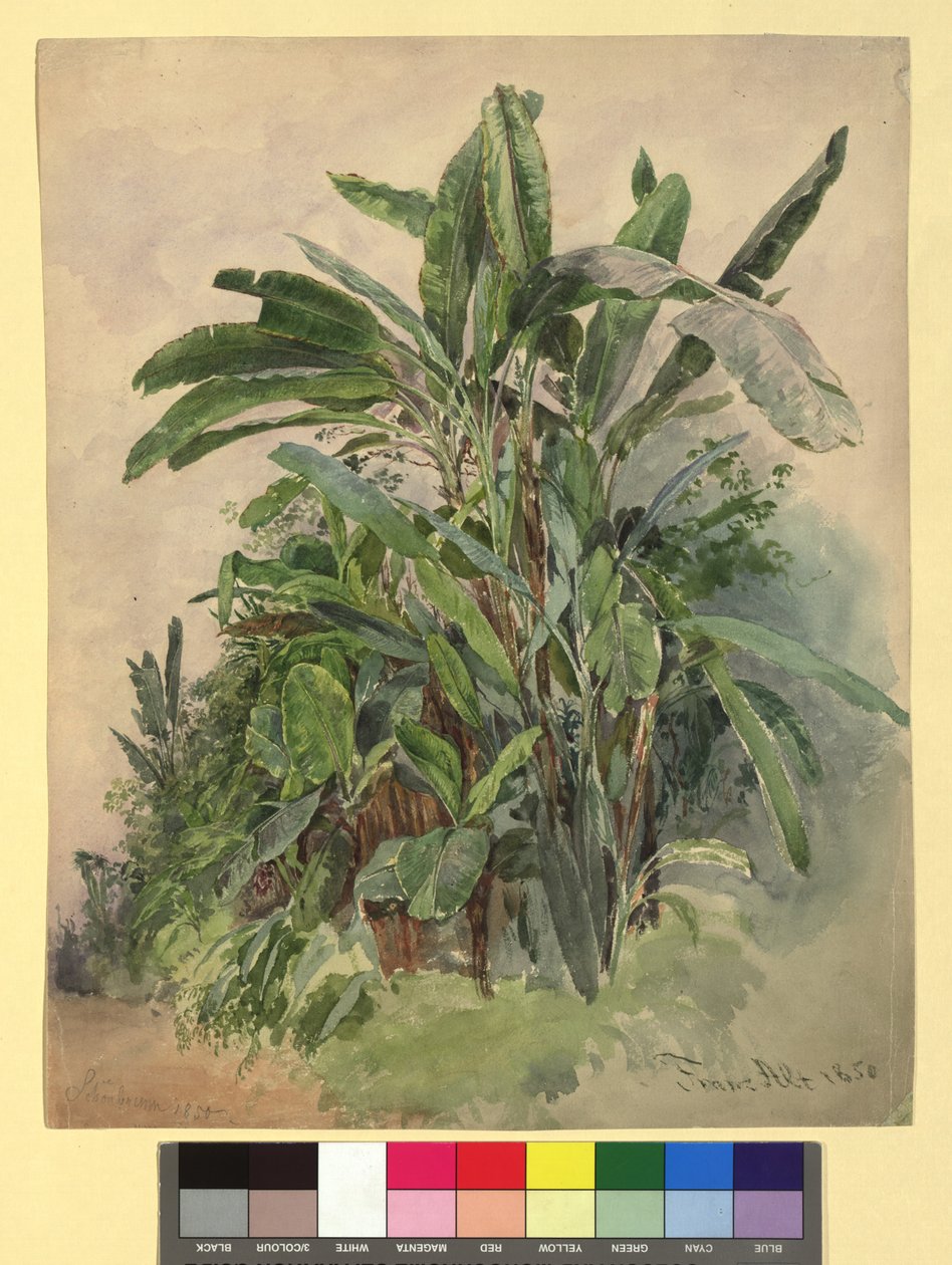 Schönbrunn - Studium roślin autorstwa Franz Alt