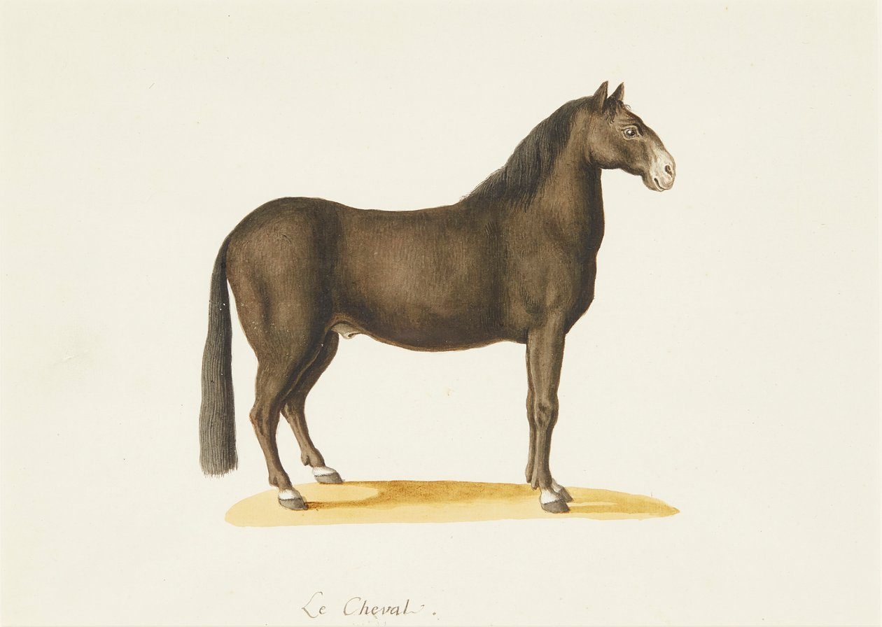 Koń (akwarela) autorstwa Franz Anton von (attr.to) Scheidel